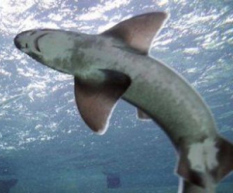 Requins , le feuilleton continue à la Réunion