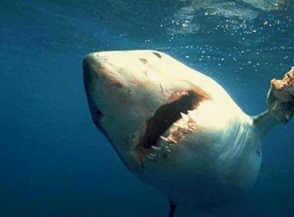 Où sont donc passés les requins bouledogues qui infestaient les eaux réunionnaises ?
