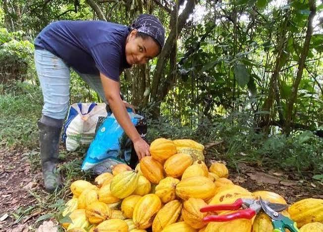 Récolte de cacao en Martinique