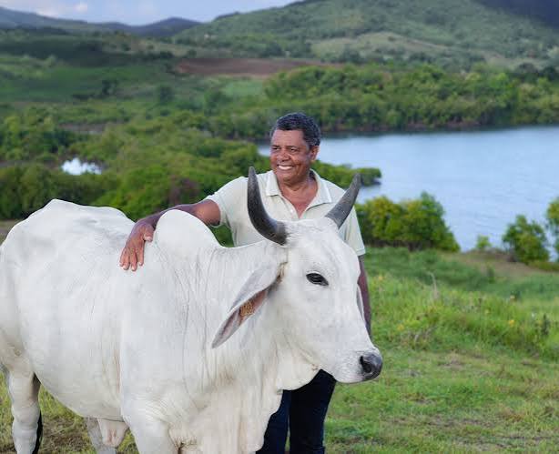 Élevage bovin en Martinique