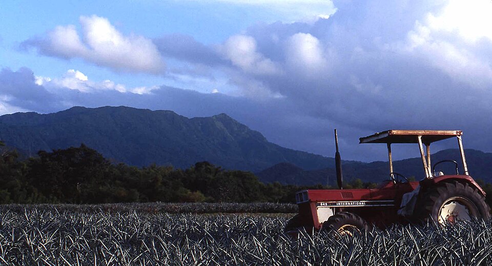 Champ de canne à sucre et tracteur en Martinique